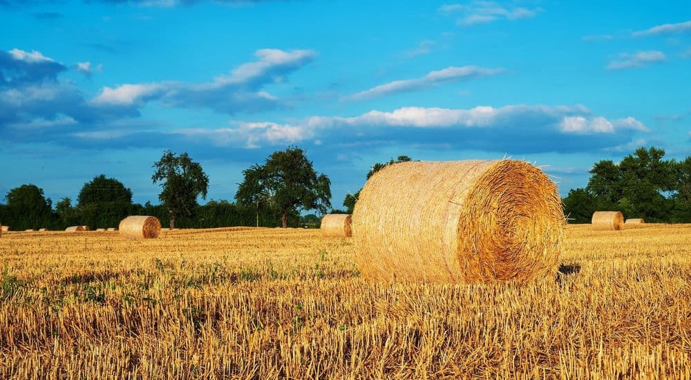 Was ist eigentlich… Cellulose?