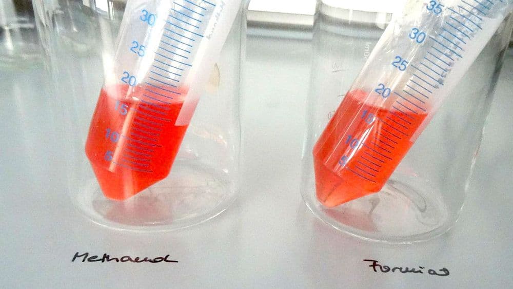 Kleine Helfer: Mikroorganismen produzieren Grundchemikalien aus Kohlendioxid