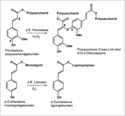 GDCh‐Mitgliedsbeitrag