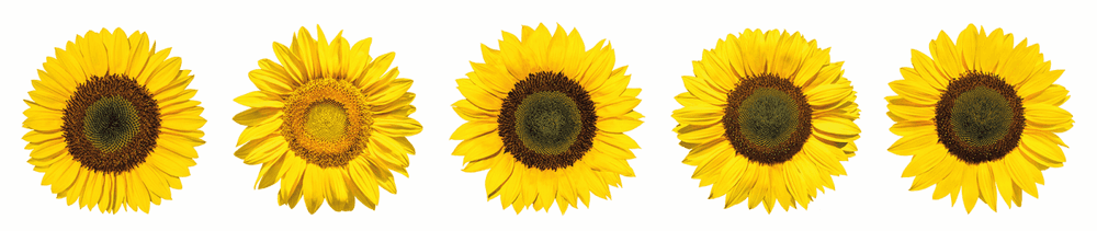Reiniger aus Sonnenblumenöl
