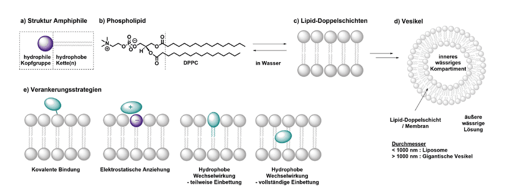 Reaktionsdynamik lichtgetriebener Reaktionen