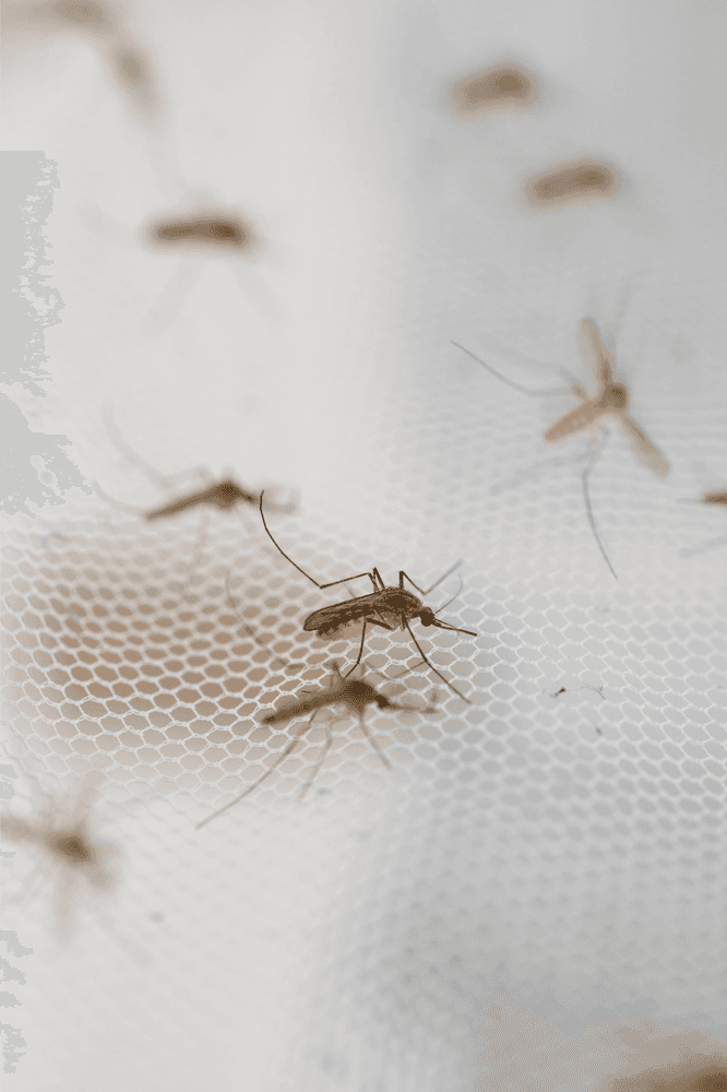 Malaria und Coviderkenntnisse