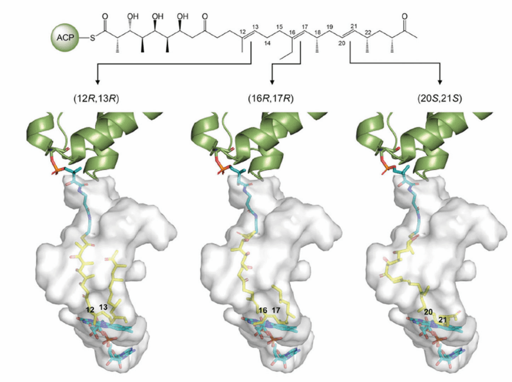 Flavin-Enzym bildet Triepoxid
