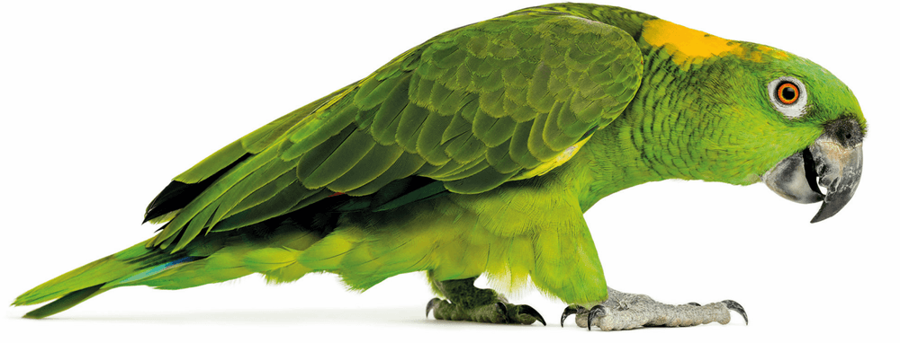Die Farbe der Papageien