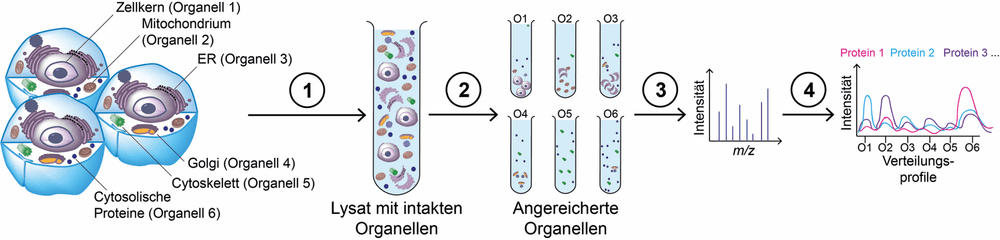 Dynamische Proteine – das intrazelluläre Proteom kartieren/Trendbericht Biochemie 2025 (3/3)