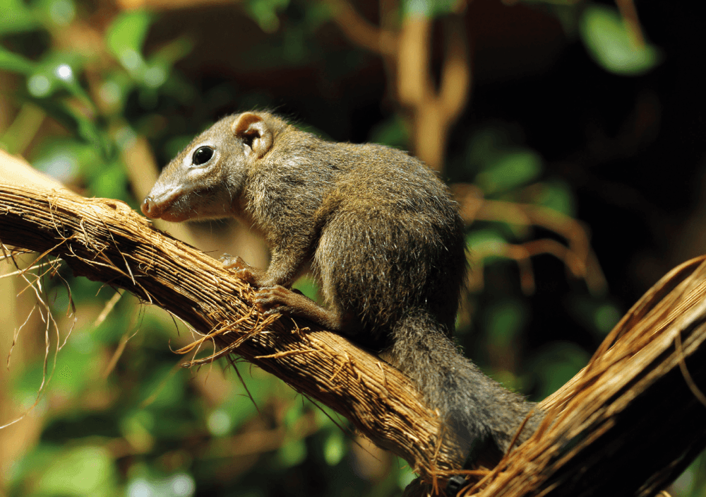 Tierischer Alkoholkonsum