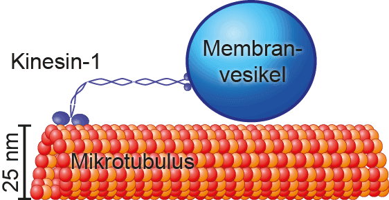 Theoretische Chemie: Parallel rechnen mit biomolekularen Motoren