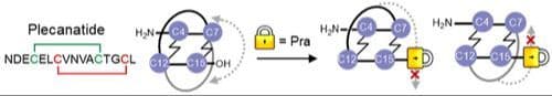 Adding A C‐Terminal Amino Acid Prevents the Conformational Interconversion of Plecantide Analogs
