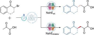 Asymmetric Radical Alkylation Enabled by Synergistic Photoredox Enamine Biocatalysis