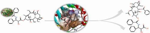 C13‐Deacylase from Nocardioides albus Resp. Streptomyces sp., Catalyzing Side Chain Hydrolysis on the Taxane Core
