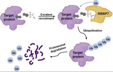 Chemical Proteomics Identifies RBBP7 as a New E3 Ligase Supporting Targeted Protein Degradation