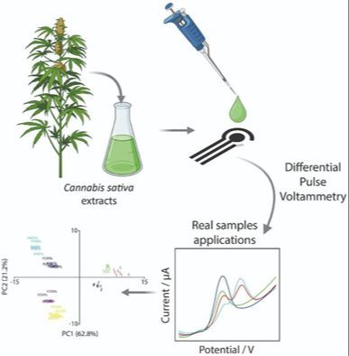 Chemometrics‐Assisted Electrochemical Device for Cannabidiol Detection in Real Cannabis sativa Samples