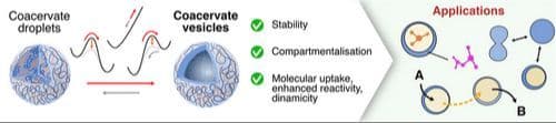 Coacervate Vesicles as Adaptive Platforms for Synthetic Biology and Smart Materials