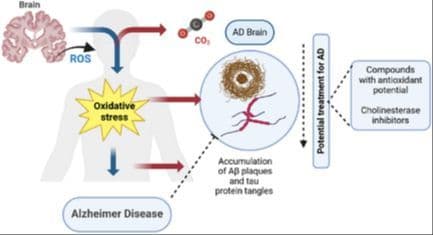 Design, Synthesis, In Silico Absorption, Distribution, Metabolism, and Elimination and Molecular Docking Studies of Thiazole‐Based Furan Derivatives, and Their Biological Evaluation for Alzheimer Disease Therapy