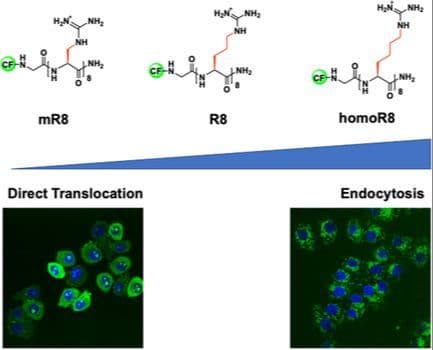 Direct Cytosolic Uptake of Cell Penetrating Peptides with Shortened Sidechains