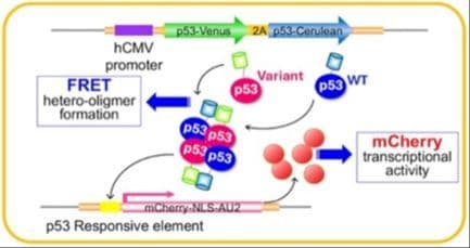 Dominant‐Negative Effects of p53 R337 Variants in Li–Fraumeni Syndrome: Impact on Tetramer Formation and Transcriptional Activity
