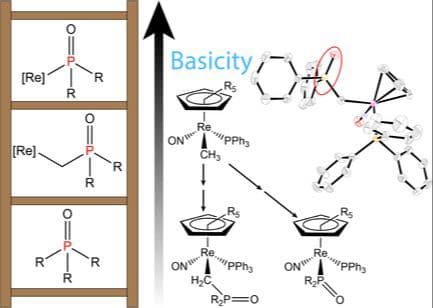 Enantiopure Phosphine Oxides with Electron‐Rich Chiral Rhenium Stereocenters: Syntheses, Structures, and Brønsted Basicities