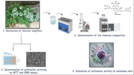 Exploring the Anticancer, Anti‐Inflammatory, and Antibiofilm Efficacy of Endemic Stachys longiflora: Insights into the Phytochemical Composition