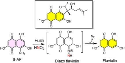 Functional Characterization of a Diazo‐Forming Enzyme in Meroterpenoid Biosynthesis