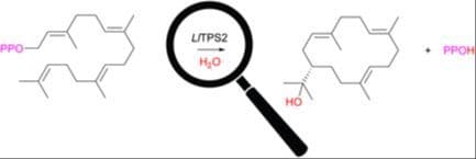 Genome Mining Reveals a Novel Nephthenol‐Producing Diterpene Synthase from the Sandfly Lutzomyia Longipalpis