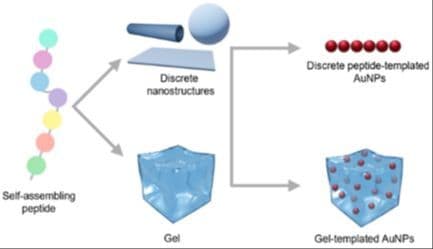 Gold Nanoparticles Guided by Self‐Assembling Peptides: From Sequence to Superstructure