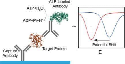 Homogeneous Electrochemical Enzyme‐Linked Immunosorbent Assay Strategy Based On pH‐Mediated Redox Potential Regulation