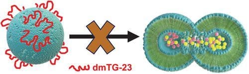 Importance of the Number and Position of Tryptophan–Aspartate Repeats in Designing Peptide‐Based Membrane Fusion Inhibitors