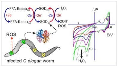 In Situ Electrochemical Synthesis of Redox‐Active o‐Hydroquinone Metabolite of Flufenamic Acid on MWCNT Surface: Lifespan Extension in C. elegans via SOD Pathway
