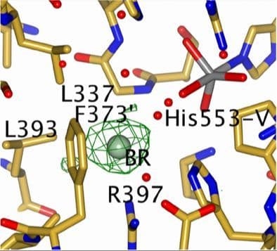 Insights into the Mechanism of a Vanadium Bromoperoxidase from the Marine Macro‐Algae Corallina pilulifera for Biocatalytic Halogenation