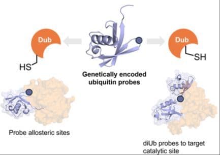 Internal Ubiquitin Electrophiles for Covalent Trapping and Inhibition of Deubiquitinases