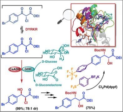 Is a Malleable Active Site Loop the Key to High Substrate Promiscuity? Hybrid, Biocatalytic Route to Structurally Diverse Taxoid Side Chains with Remarkable Dual Stereocontrol