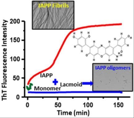 Lacmoid‐Induced Conformational Changes Inhibit Fibrillation of Human Islet Amyloid Polypeptide