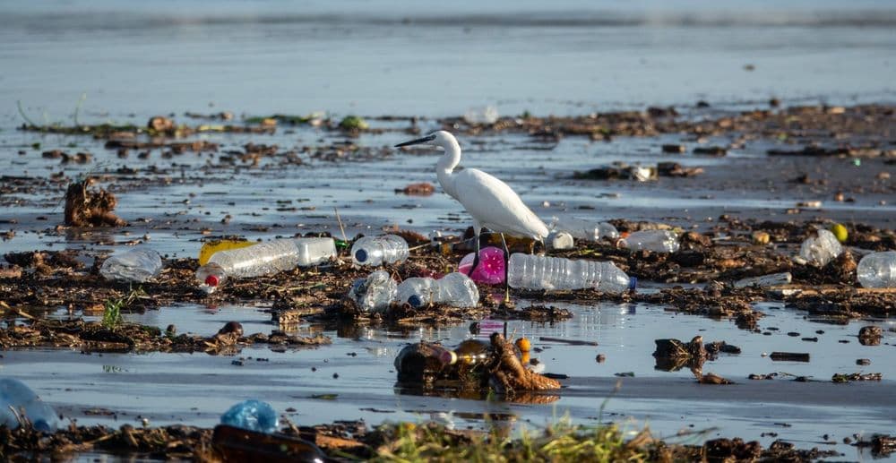 Streitpunkt Plastikmüll – Pro und Contra