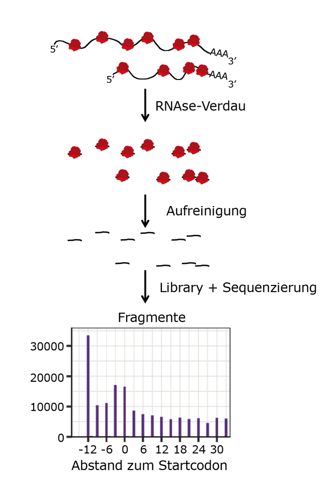 Trendbericht Biochemie: Ribosomenprofiling