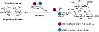 Large‐Scale Chemoenzymatic Synthesis of a Glycophorin A Tetrasaccharide Motif and Its Analogues