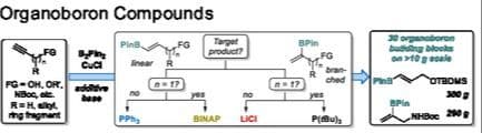 Multigram Copper‐Catalyzed Borylation of Functionalized Terminal Alkynes with B2Pin2