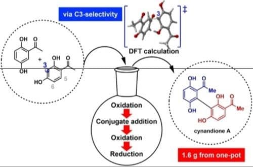One‐Pot Gram‐Scale Synthesis of Cynandione A and Detailed Mechanistic Insights into its Regioselectivity
