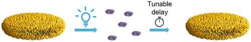 Photoswitchable Merocyanine‐Amphiphiles with Programmable Self‐Assembly Times