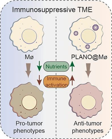 Polymerization of L‐Arginine into Nanomicelles for Immunometabolic Engineering of Adoptive Macrophages in Solid Tumor Therapy