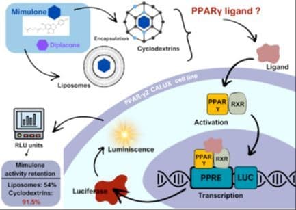 PPARγ Agonistic Activity of Mimulone and Diplacone Encapsulated in Liposomes and Cyclodextrin Complexes