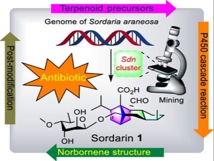 Recent Advances in the Biosynthetic Studies of Sordarin