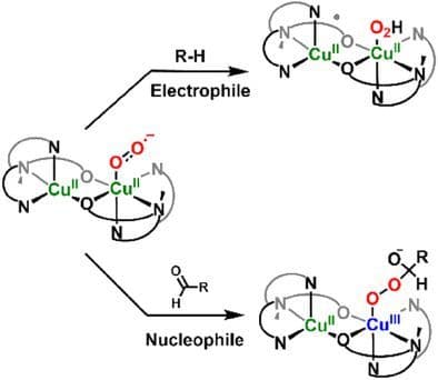 Rivalling Self‐Oxidation and Aldehyde Deformylation by a Dinuclear Copper(II)‐Superoxide Complex