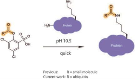 Selective Lysine Ubiquitination Using Activated Phenol Esters