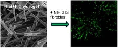 Self‐Assembly of Heterochiral and Homochiral Peptides Conjugated to PNA Dimers and Their Integration in Peptide‐Based Hydrogels