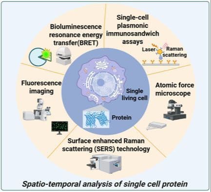 Spatiotemporal Analysis of Proteins in Single Live Cells: Methods and Applications