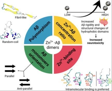 Structural and Molecular Basis of Zinc‐Induced Primary Nucleation of Polymorphic Amyloid‐β Dimers