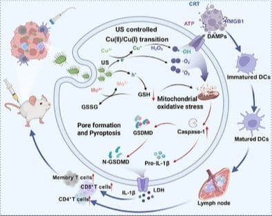 Sub‐1 nm CuO‐Phosphomolybdic Acid Nanosheets for Ultrasound‐Controlled Pyroptosis Activation and Tumor Immunotherapy