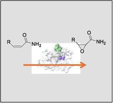 Substrate Epoxidation Catalyzed by the Nonheme Iron Dioxygenase Dapdiamide Biosynthesis Enzyme C. Why Is the Substrate Tethered?