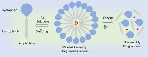 Synthesis of Dendritic Oligo‐Glycerol Amphiphiles with Different Hydrophobic Segments to Improve their Performance as Nanocarriers