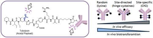 The Impact of Conjugation Mode and Site on Tubulysin Antibody‐Drug‐Conjugate Efficacy and Stability